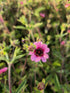 Coada Racului Târâtor - Potentilla Nepalensis