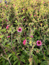 Coada Racului Târâtor - Potentilla Nepalensis