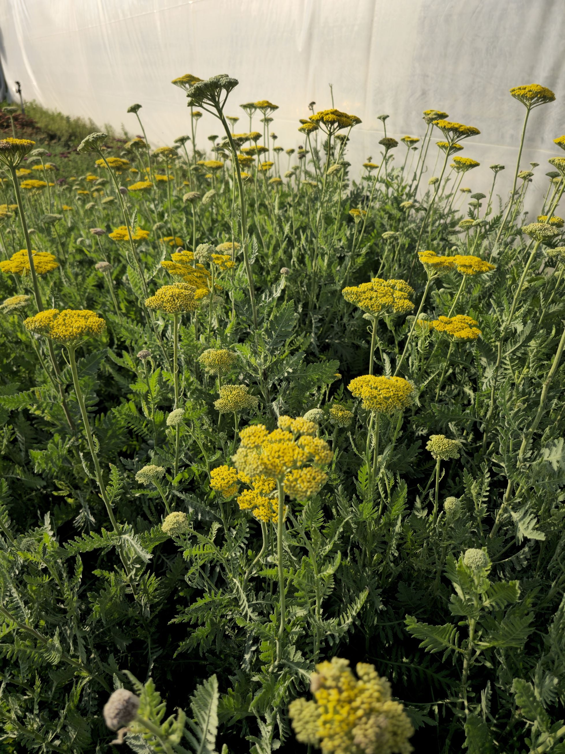 Coada Șoricelului Galbenă - Achillea Filipendulina Cloth of Gold