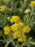 Coada Șoricelului Galbenă - Achillea Filipendulina Cloth of Gold