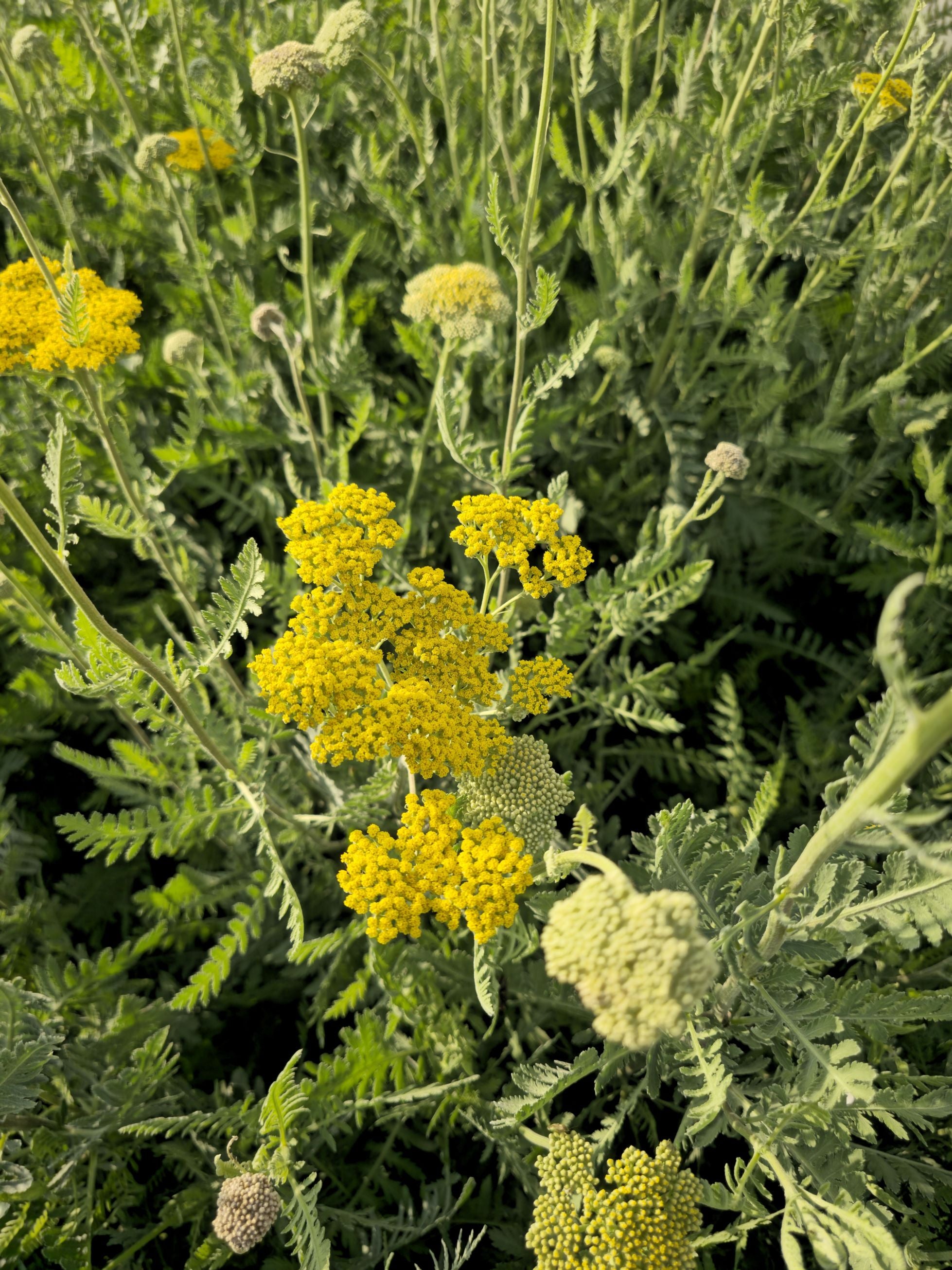 Coada Șoricelului Galbenă - Achillea Filipendulina Cloth of Gold