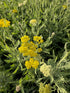 Coada Șoricelului Galbenă - Achillea Filipendulina Cloth of Gold
