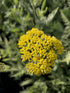 Pachet de flori gata de plantat: Optimism Botanic