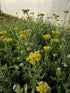 Coada Șoricelului Galbenă - Achillea Filipendulina Cloth of Gold