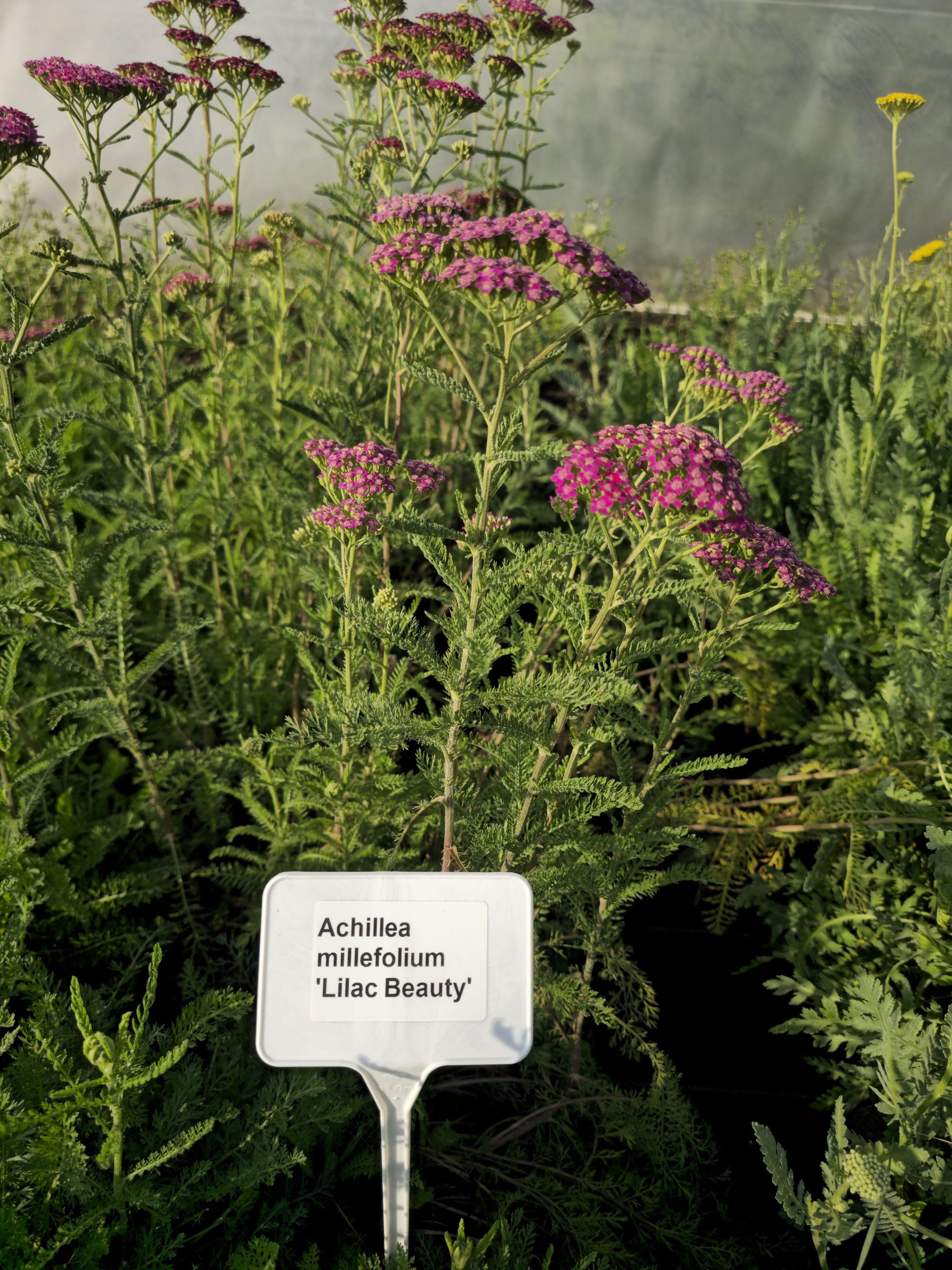 Coada Șoricelului Mov - Achillea Millefolium 'Lilac Beauty'