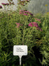 Coada Șoricelului Mov - Achillea Millefolium 'Lilac Beauty'