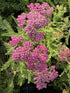 Coada Șoricelului Mov - Achillea Millefolium 'Lilac Beauty'