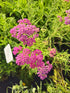 Coada Șoricelului Mov - Achillea Millefolium 'Lilac Beauty'
