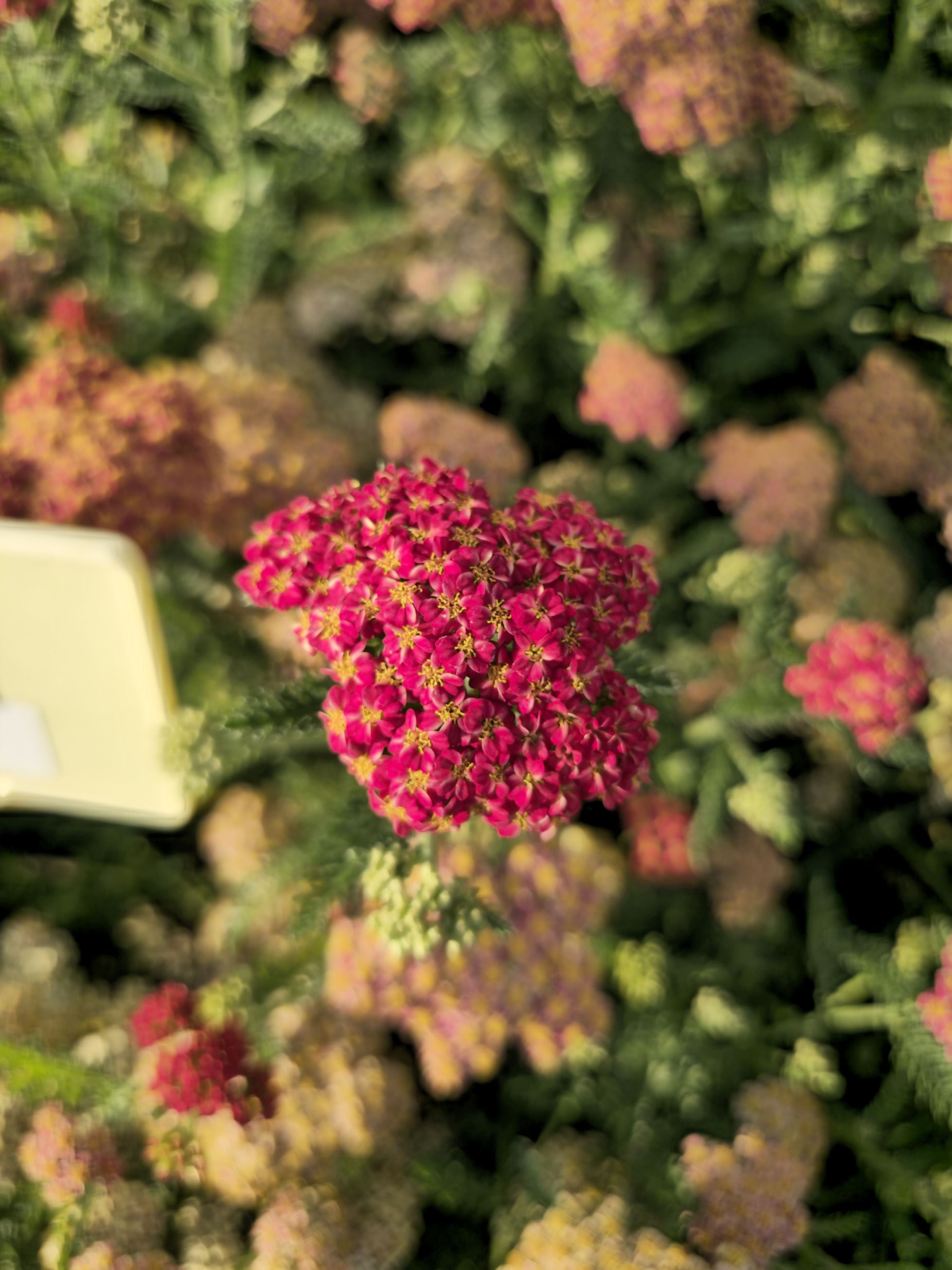Coada Șoricelului – Achillea millefolium Skysail Red