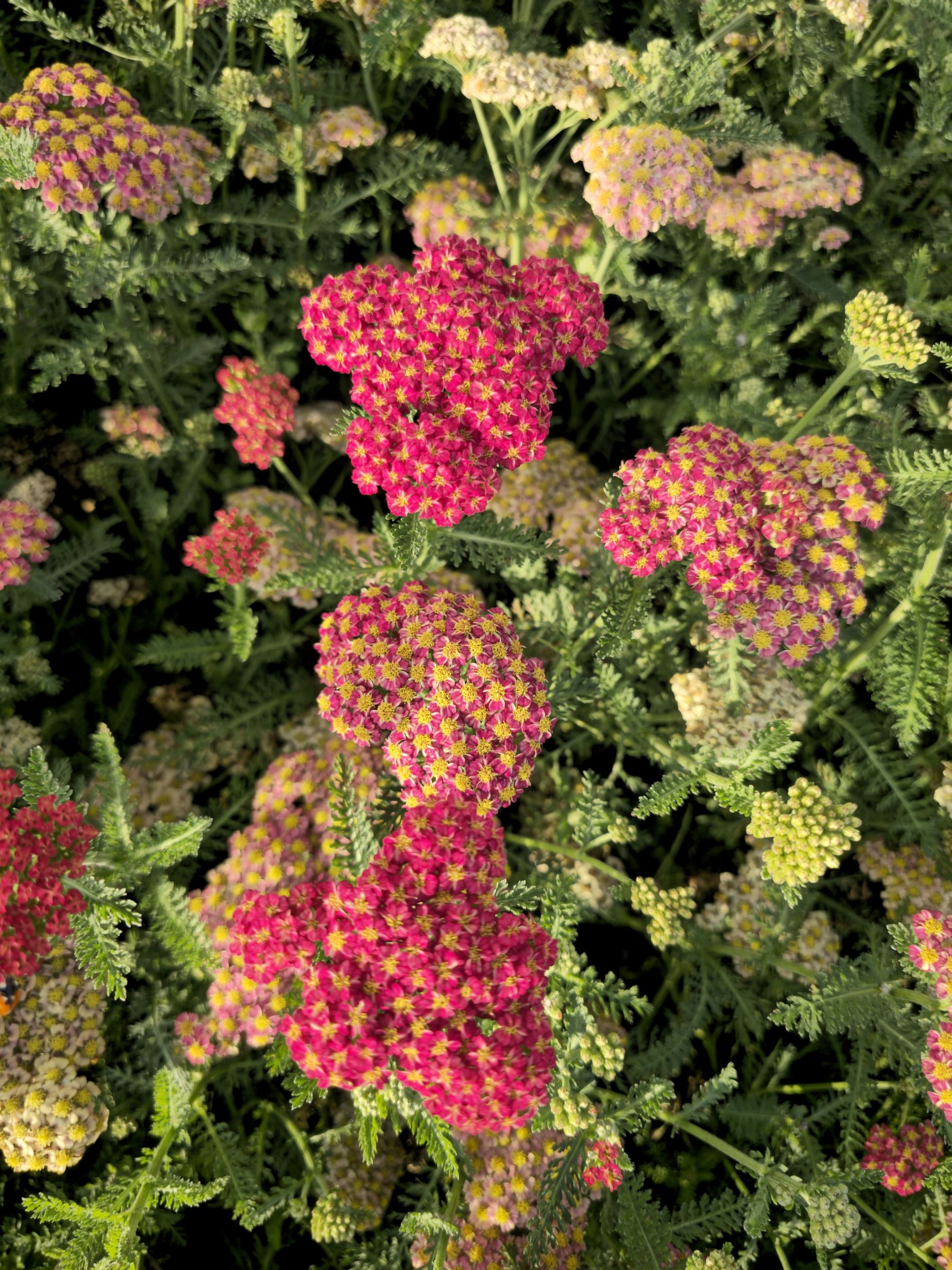 Coada Șoricelului – Achillea millefolium Skysail Red
