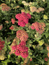 Coada Șoricelului – Achillea millefolium Skysail Red
