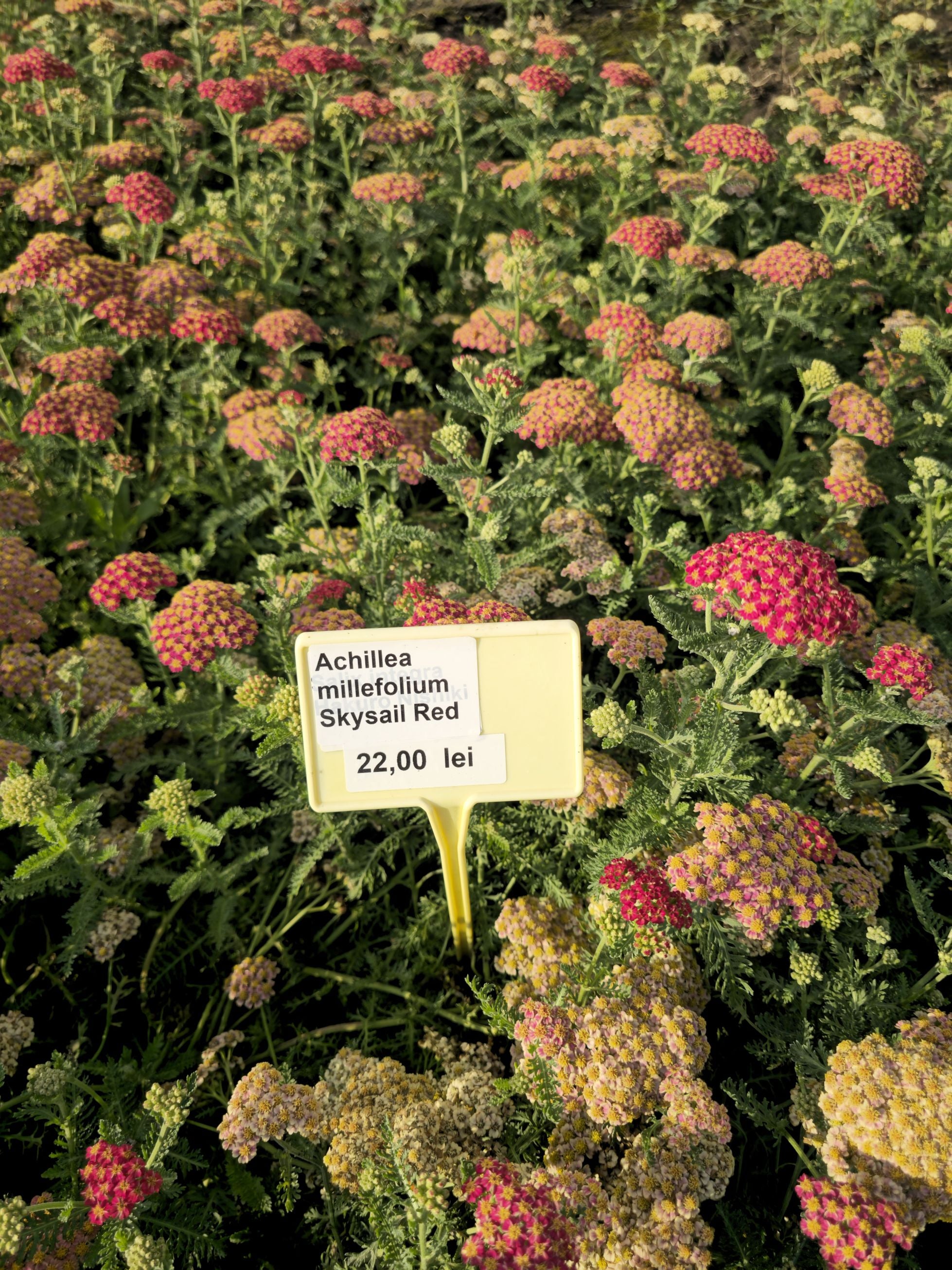 Coada Șoricelului – Achillea millefolium Skysail Red