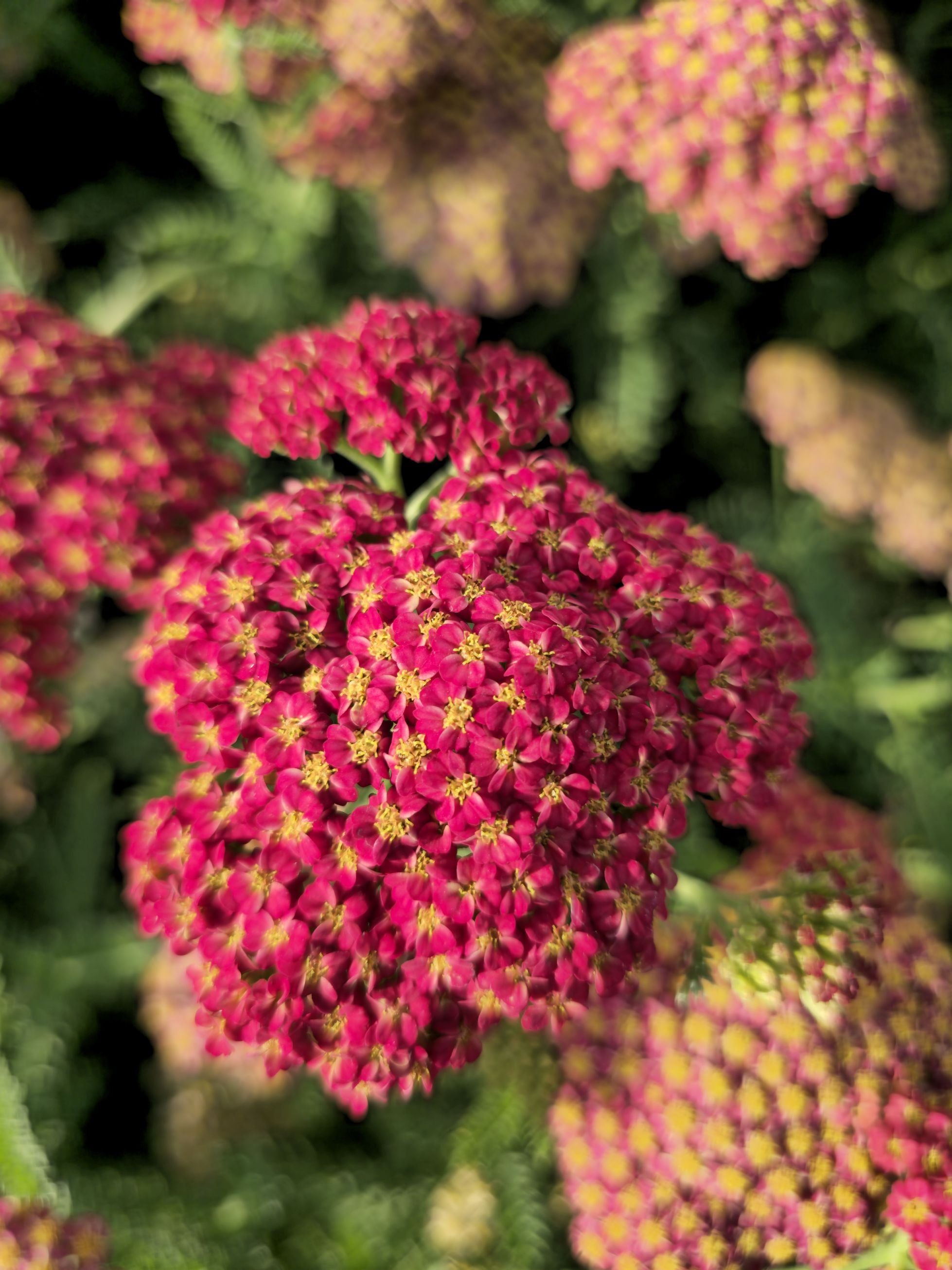 Coada Șoricelului – Achillea millefolium Skysail Red