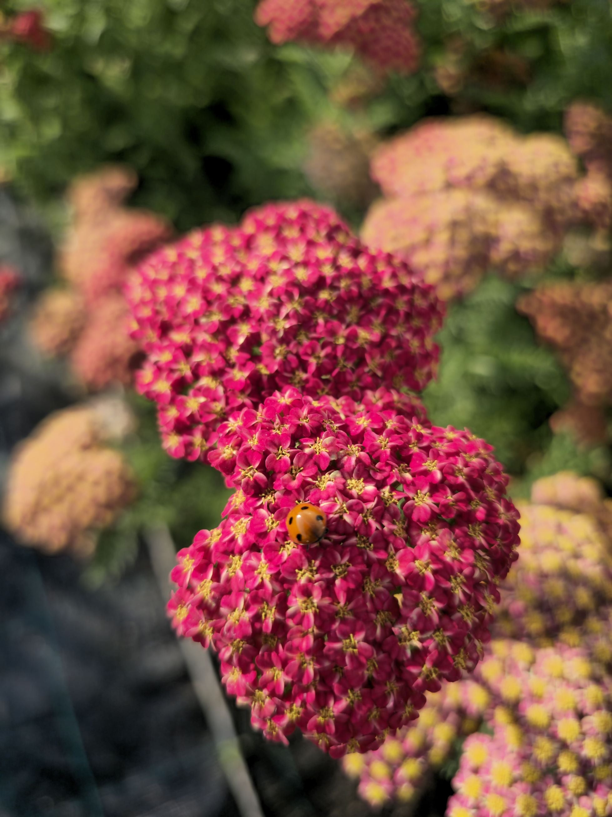 Coada Șoricelului – Achillea millefolium Skysail Red