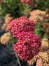 Coada Șoricelului – Achillea millefolium Skysail Red