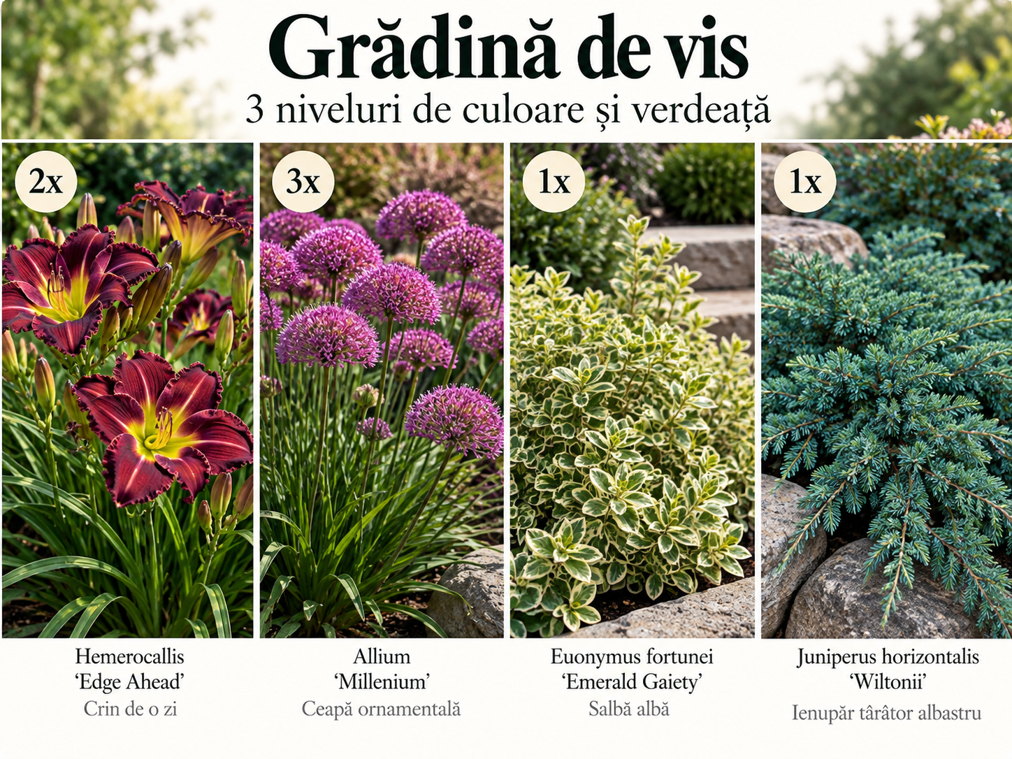 Grădină de vis: 3 niveluri de culoare și verdeață