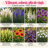 Vibrant, colorat, plin de viață - Pachet cu perene de grădină