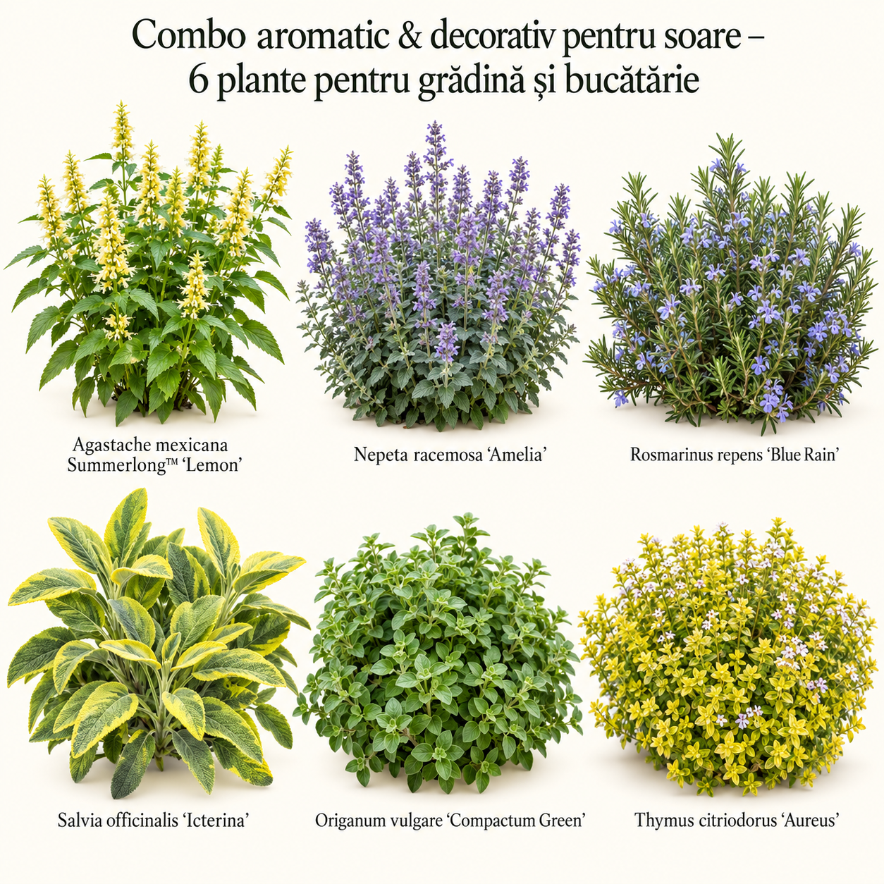 Combo aromatic & decorativ pentru soare – 6 plante pentru grădină și bucătărie