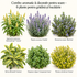 Combo aromatic & decorativ pentru soare – 6 plante pentru grădină și bucătărie