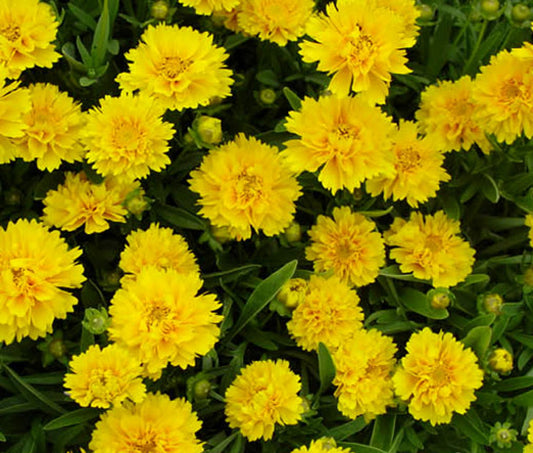 Ochiul fetei - Coreopsis grandiflora Double The Sun