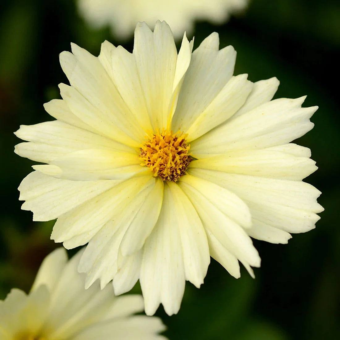 Ochiul fetei - Coreopsis grandiflora UpTick™ ‘Cream’