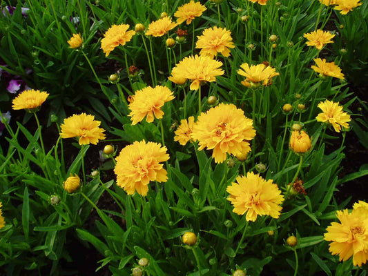 Ochiul fetei - Coreopsis grandiflora Early Sunrise Yellow Double