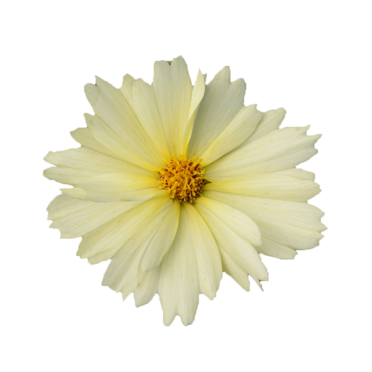 Ochiul fetei - Coreopsis grandiflora UpTick™ ‘Cream’