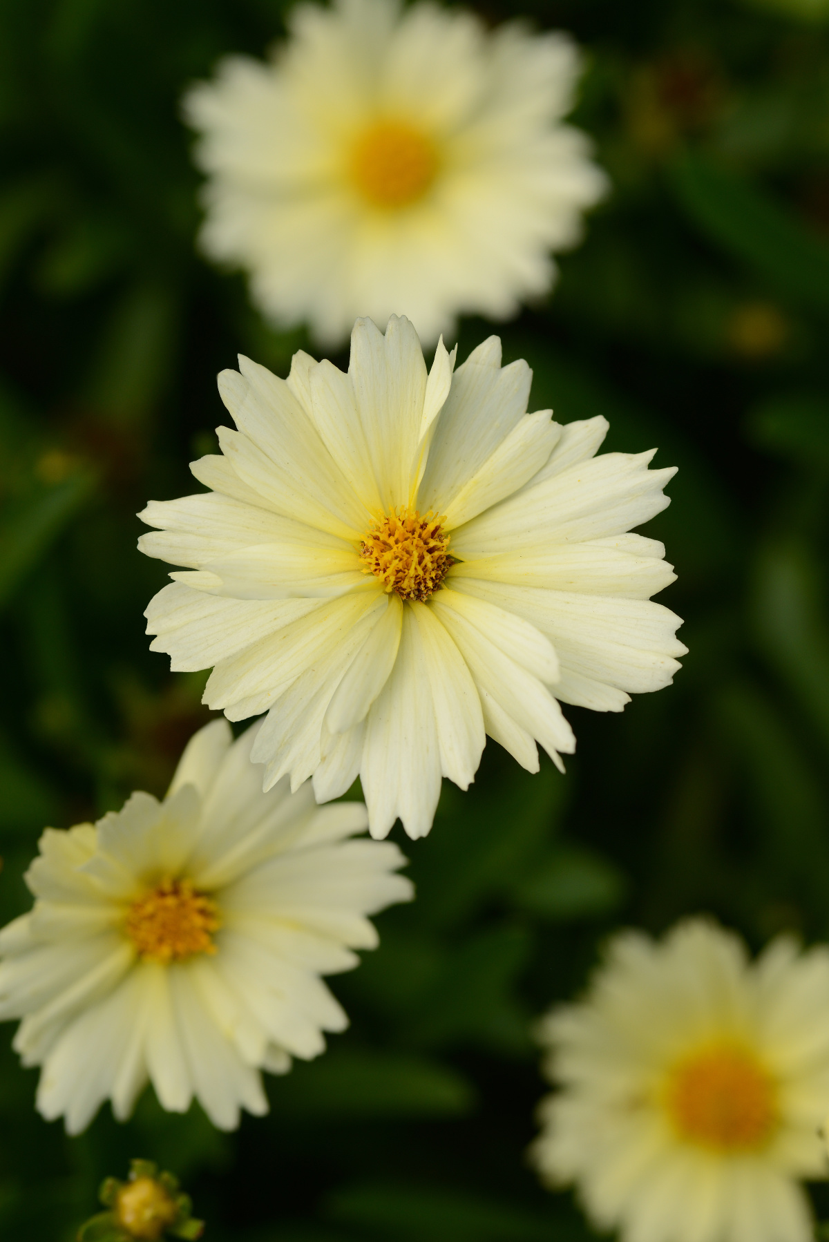 Ochiul fetei - Coreopsis grandiflora UpTick™ ‘Cream’