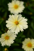 Ochiul fetei - Coreopsis grandiflora UpTick™ ‘Cream’