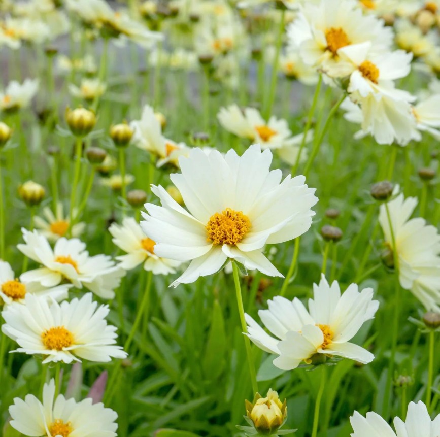 Ochiul fetei - Coreopsis grandiflora UpTick™ ‘Cream’