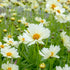Ochiul fetei - Coreopsis grandiflora UpTick™ ‘Cream’