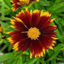 Ochiul fetei - Coreopsis grandiflora UpTick™ ‘Yellow & Red’