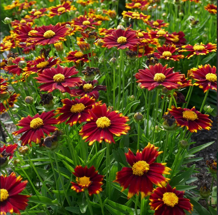 Ochiul fetei - Coreopsis grandiflora UpTick™ ‘Yellow & Red’