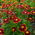 Ochiul fetei - Coreopsis grandiflora UpTick™ ‘Yellow & Red’