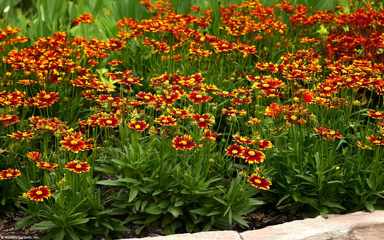 Ochiul fetei - Coreopsis grandiflora UpTick™ ‘Yellow & Red’