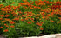 Ochiul fetei - Coreopsis grandiflora UpTick™ ‘Yellow & Red’