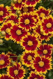 Ochiul fetei - Coreopsis grandiflora Uptick Red