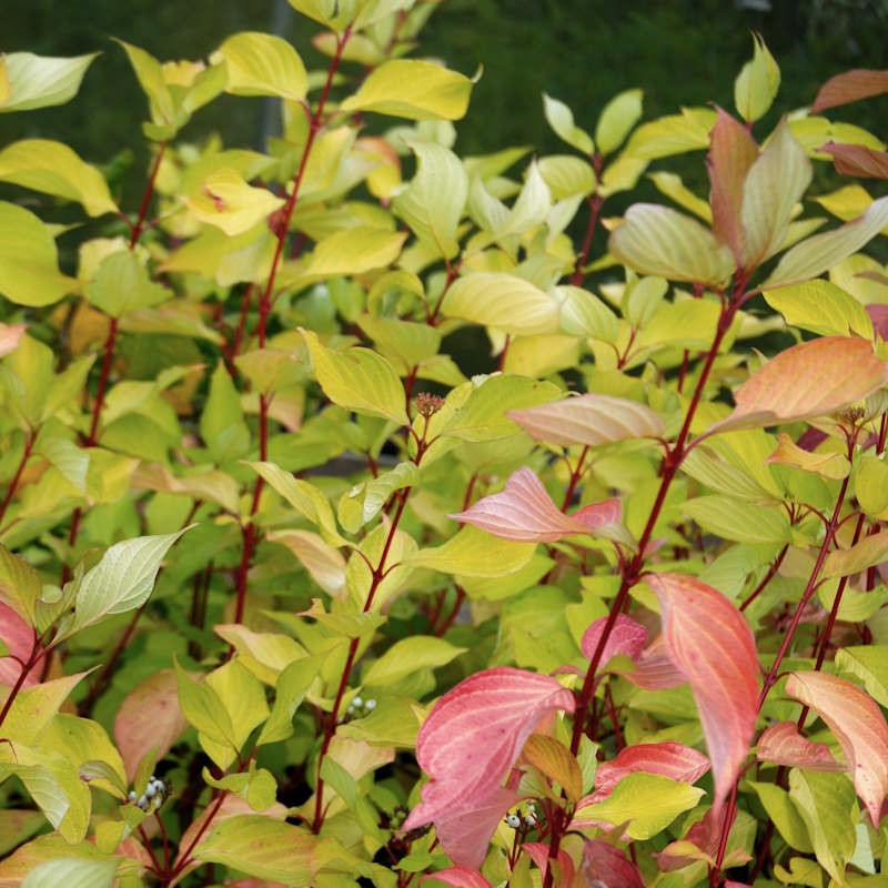 Corn  decorativ galben - Cornus alba 'Aurea