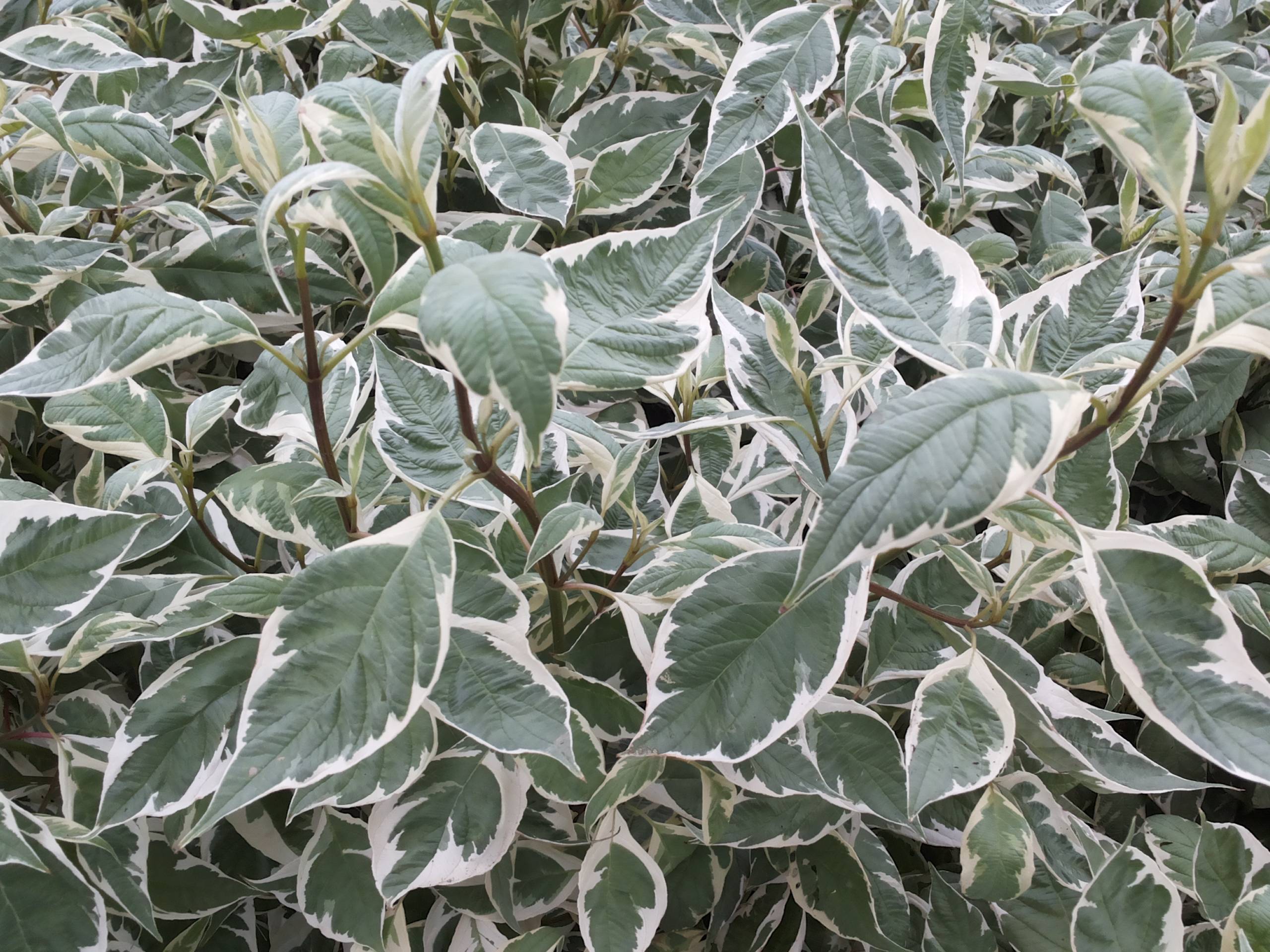 Corn Variegat - Cornus Alba 'Elegantissima'