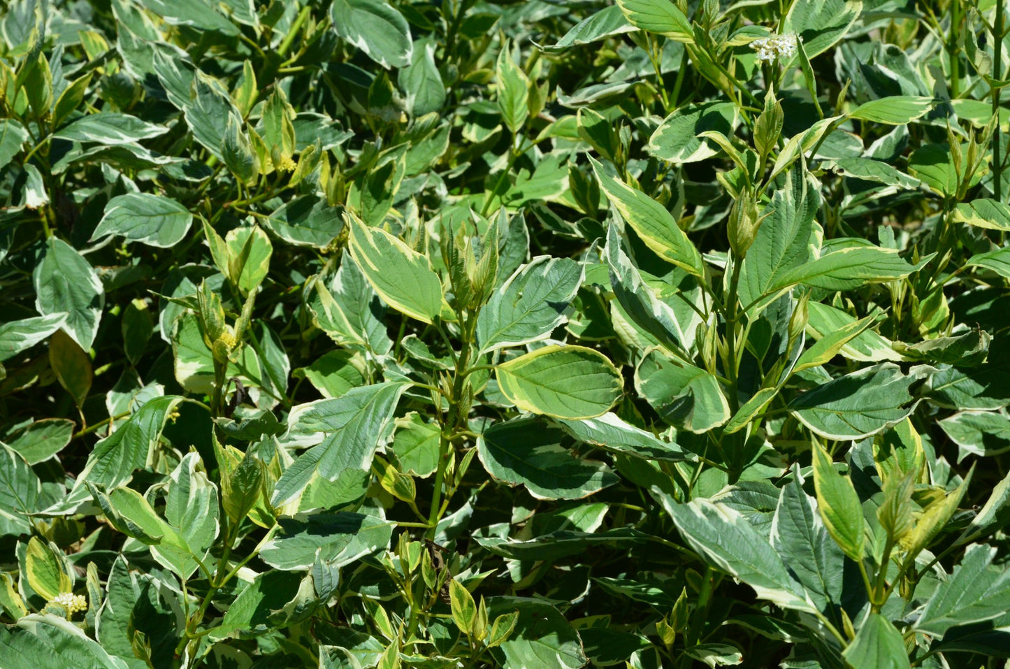 Corn cu frunze în două culori - Cornus sericea 'White Gold'