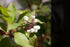 Corn sângeriu - Cornus alba ‘Kesselringii’