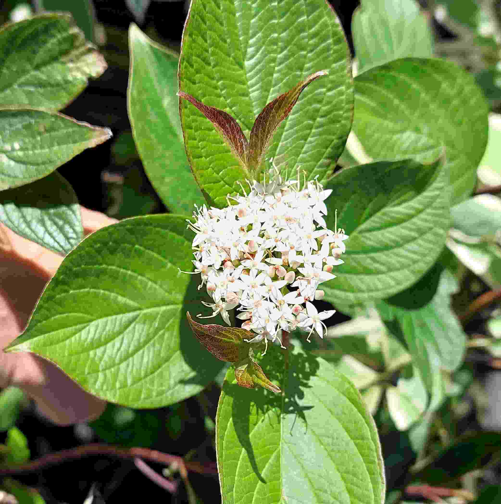 Corn sângeriu - Cornus alba ‘Kesselringii’