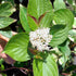 Corn sângeriu - Cornus alba ‘Kesselringii’
