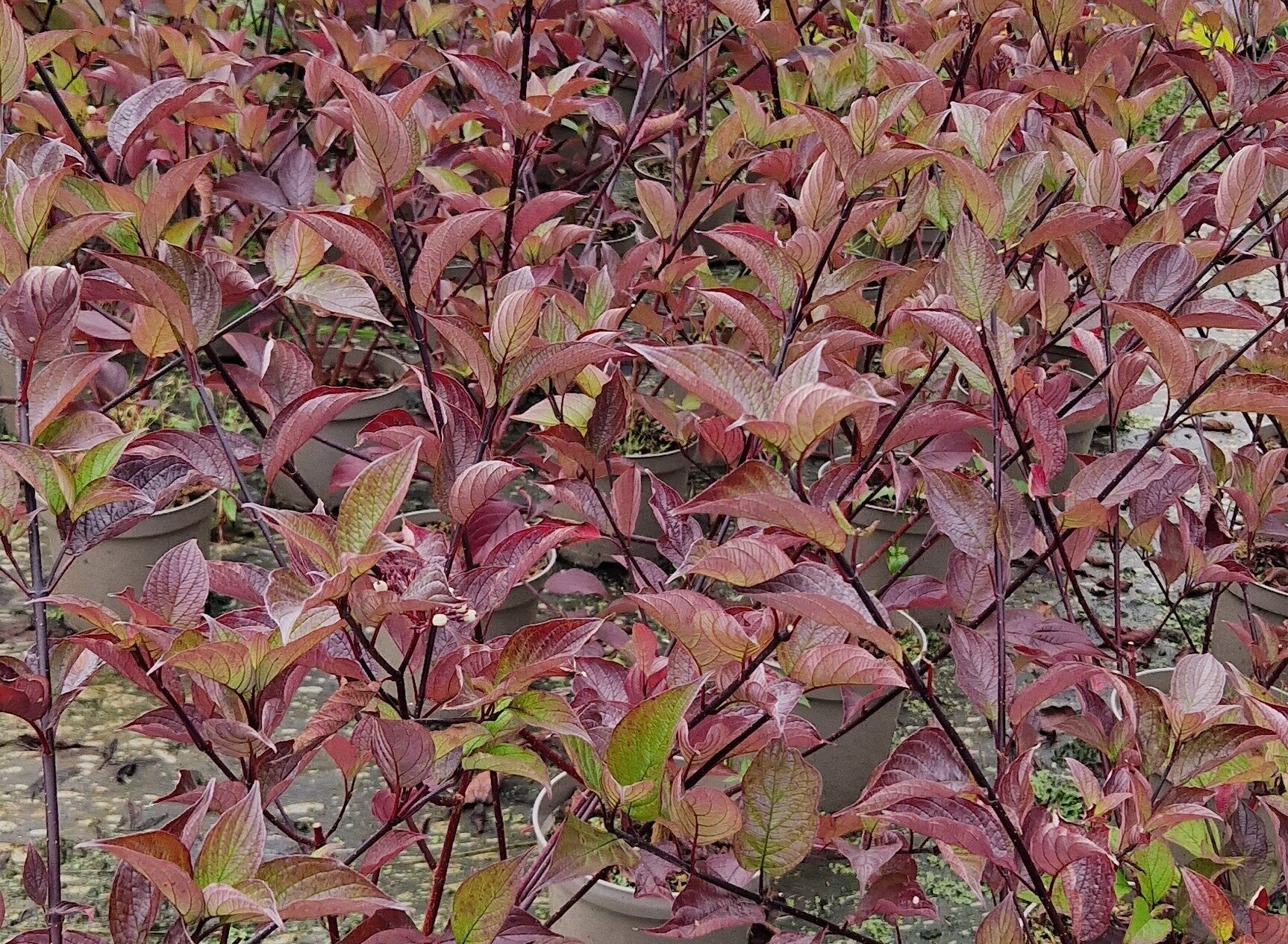 Corn sângeriu - Cornus alba ‘Kesselringii’