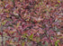 Corn sângeriu - Cornus alba ‘Kesselringii’