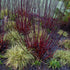 Corn sângeriu - Cornus alba ‘Kesselringii’