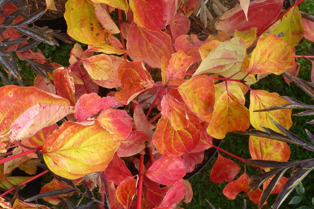 Corn portocaliu - Cornus sanguinea ‘Magic Flame’
