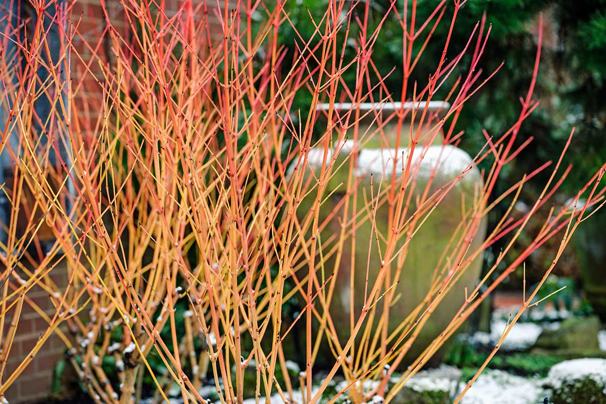 Corn portocaliu - Cornus sanguinea ‘Magic Flame’