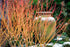 Corn portocaliu - Cornus sanguinea ‘Magic Flame’