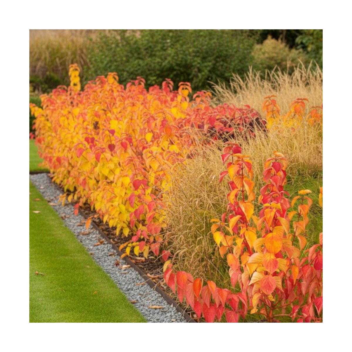 Corn portocaliu - Cornus sanguinea ‘Magic Flame’